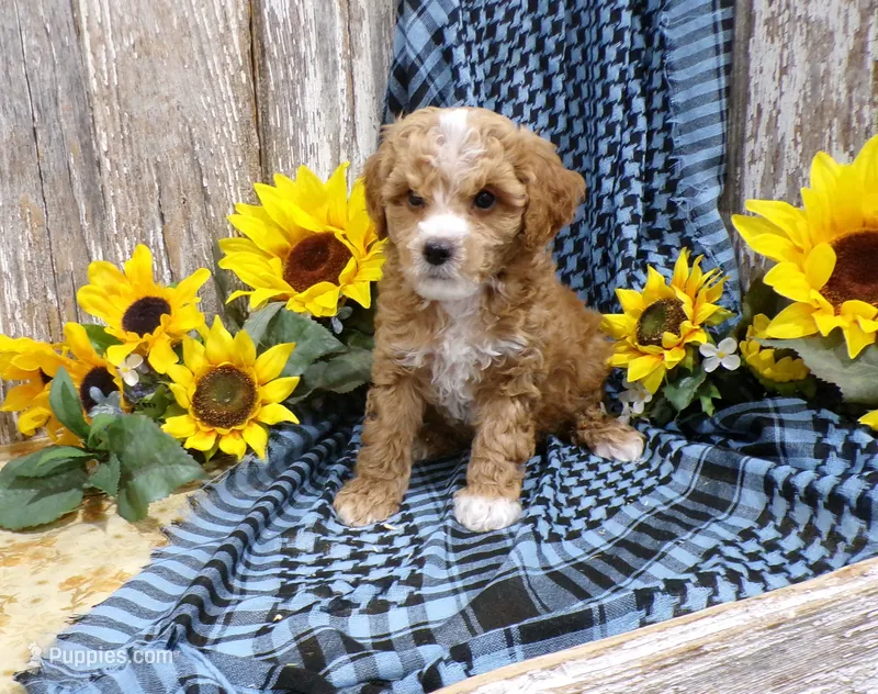Clara – Poodle - Miniature  puppy for sale in Stratford, WI