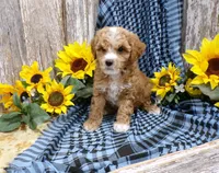 Clara, a female Poodle - Miniature  for sale in Stratford, WI – 1 of 5