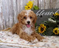 Warren, a male Poodle - Miniature  for sale in Stratford, WI – 3 of 5