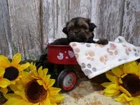 Ruthie, a female Shih Tzu for sale in Stratford, WI – 4 of 6