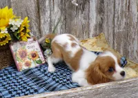 Benjie, a male Cavalier King Charles Spaniel for sale in Stratford, WI – 5 of 5