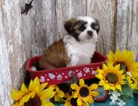 AKC Perry, a male Shih Tzu for sale in Stratford, WI – 2 of 5