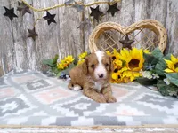 Jimmy, a male Cavapoo for sale in Stratford, WI – 2 of 4