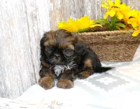 Karter, a male Shih Tzu for sale in Stratford, WI – Photo 2 of 6