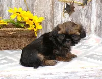 Karter, a male Shih Tzu for sale in Stratford, WI – Photo 4 of 6