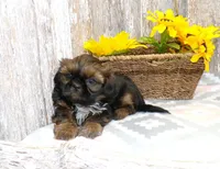 Karter, a male Shih Tzu for sale in Stratford, WI – Photo 1 of 6