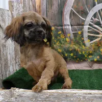 Kaleb, a male Shih Tzu for sale in Stratford, WI – 5 of 9