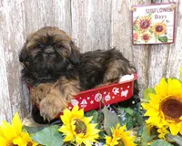 Kaleb, a male Shih Tzu for sale in Stratford, WI – Photo 1 of 6