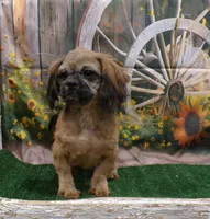 Kaleb, a male Shih Tzu for sale in Stratford, WI – 7 of 9