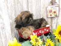 Kaleb, a male Shih Tzu for sale in Stratford, WI – Photo 3 of 6