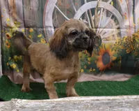 Kaleb, a male Shih Tzu for sale in Stratford, WI – 4 of 9