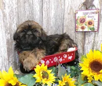 Kaleb, a male Shih Tzu for sale in Stratford, WI – Photo 2 of 6