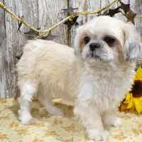 Kaleb, a male Shih Tzu for sale in Stratford, WI – Photo 5 of 6