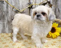 Karter, a male Shih Tzu for sale in Stratford, WI – Photo 5 of 6