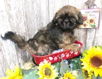 Kaleb, a male Shih Tzu for sale in Stratford, WI – Photo 4 of 6