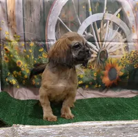 Kaleb, a male Shih Tzu for sale in Stratford, WI – 6 of 9