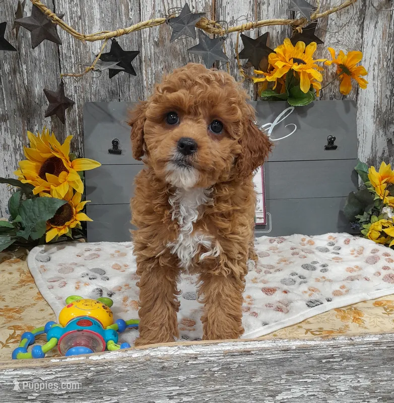 Gina – Poodle - Miniature  puppy for sale in Stratford, WI