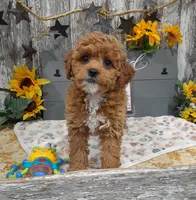 Gina, a female Poodle - Miniature  for sale in Stratford, WI – 1 of 7