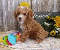 Clara, a female Poodle - Miniature  for sale in Stratford, WI – 3 of 4