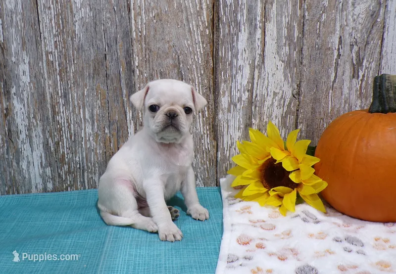 Zane – Pug puppy for sale in Stratford, WI