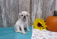 Zane, a male Pug for sale in Stratford, WI – 1 of 2