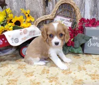 Bruce, a male Cavalier King Charles Spaniel for sale in Stratford, WI – 4 of 6