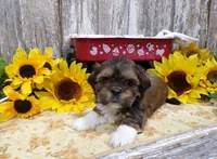 Robert, a male Shih Tzu for sale in Stratford, WI – 4 of 6