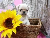 Allison, a female Pug for sale in Stratford, WI – Photo 1 of 6