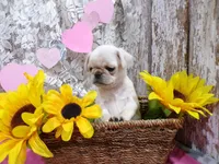 Allison, a female Pug for sale in Stratford, WI – Photo 4 of 6