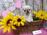 Allison, a female Pug for sale in Stratford, WI – Photo 2 of 6