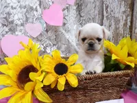 Allison, a female Pug for sale in Stratford, WI – Photo 3 of 6