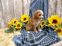 Clara, a female Poodle - Miniature  for sale in Stratford, WI – 3 of 5