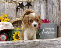 Bruce, a male Cavalier King Charles Spaniel for sale in Stratford, WI – 6 of 6