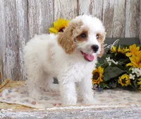 Tom, a male Poodle - Miniature  for sale in Stratford, WI – 2 of 5