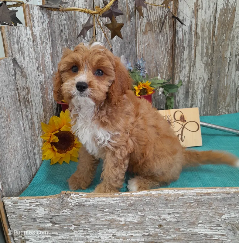 Thad – Cavapoo puppy for sale in Stratford, WI