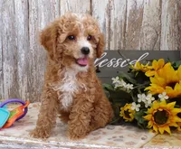 Clara, a female Poodle - Miniature  for sale in Stratford, WI – 1 of 4
