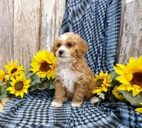 Tom, a male Poodle - Miniature  for sale in Stratford, WI – 4 of 5