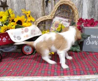 Benjie, a male Cavalier King Charles Spaniel for sale in Stratford, WI – 4 of 4