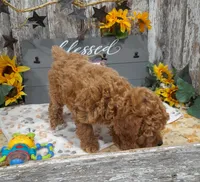 Gina, a female Poodle - Miniature  for sale in Stratford, WI – 5 of 7