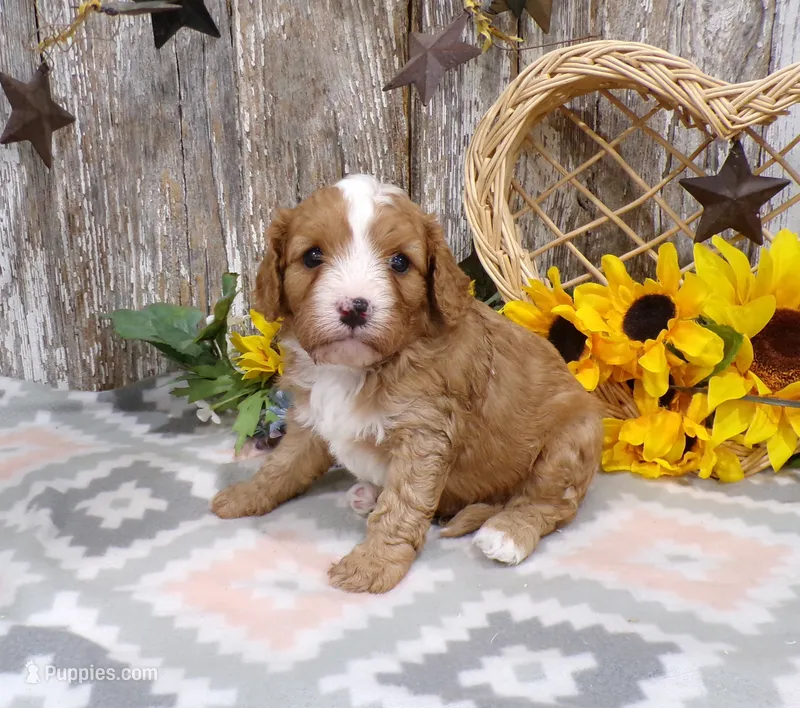 Jimmy – Cavapoo puppy for sale in Stratford, WI