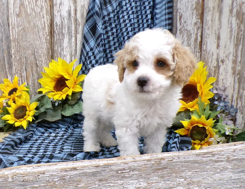 Warren – Poodle - Miniature  puppy for sale in Stratford, WI
