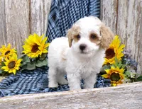 Warren, a male Poodle - Miniature  for sale in Stratford, WI – 1 of 5