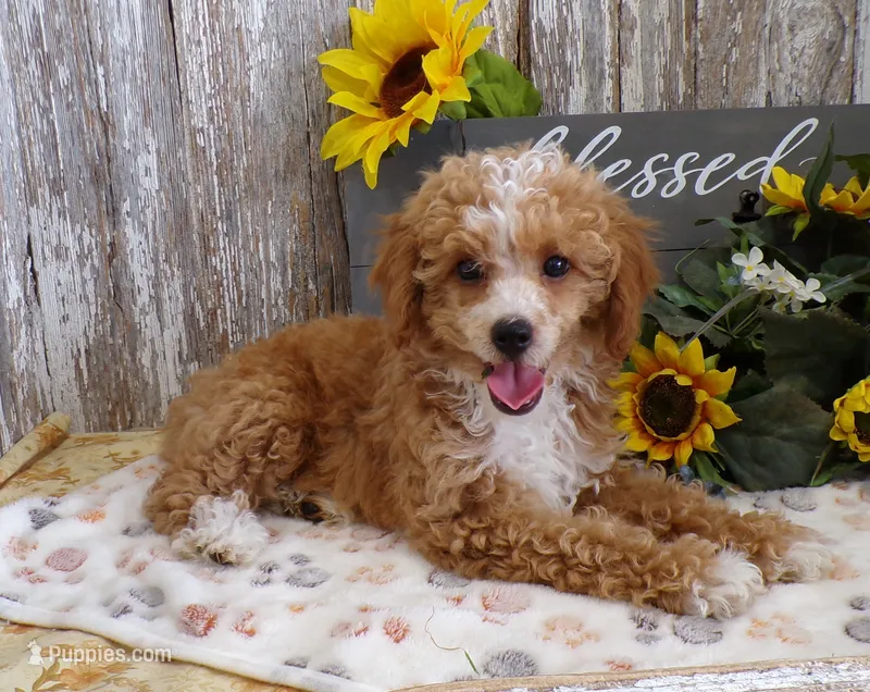 Warren – Poodle - Miniature  puppy for sale in Stratford, WI