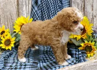 Tom, a male Poodle - Miniature  for sale in Stratford, WI – 2 of 5