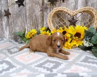 Jenny, a female Cavapoo for sale in Stratford, WI – 1 of 4