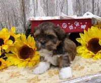 Robert, a male Shih Tzu for sale in Stratford, WI – 2 of 6