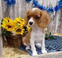 Bruce, a male Cavalier King Charles Spaniel for sale in Stratford, WI – 5 of 5