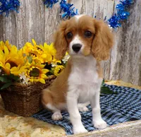 Bruce, a male Cavalier King Charles Spaniel for sale in Stratford, WI – 3 of 5