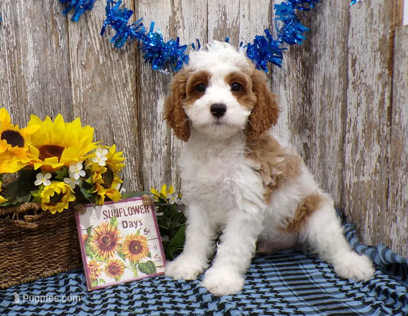 Jaxon – Cavapoo puppy for sale in Stratford, WI