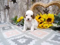 Jorge, a male Cavapoo for sale in Stratford, WI – 4 of 4